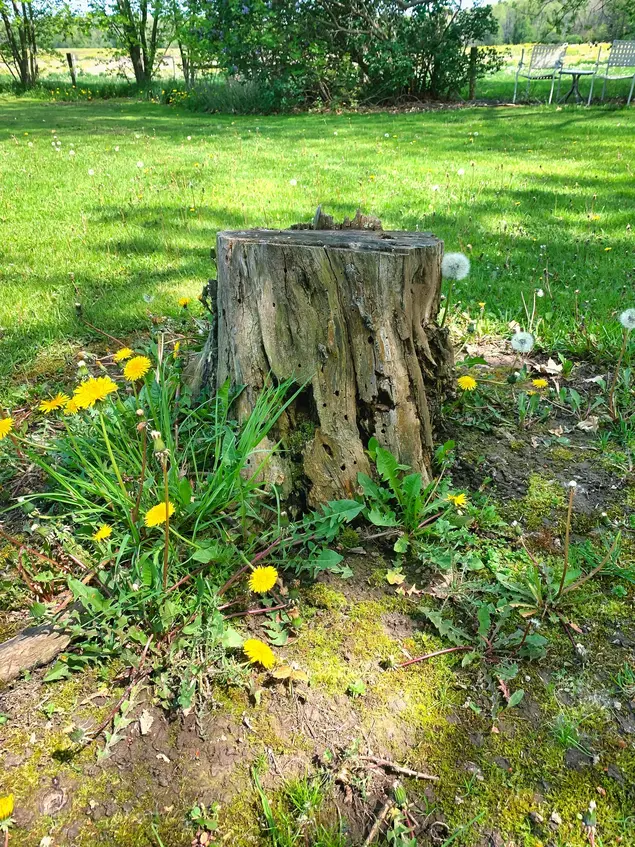 Stump removal service in a residential yard in Ashland Ohio